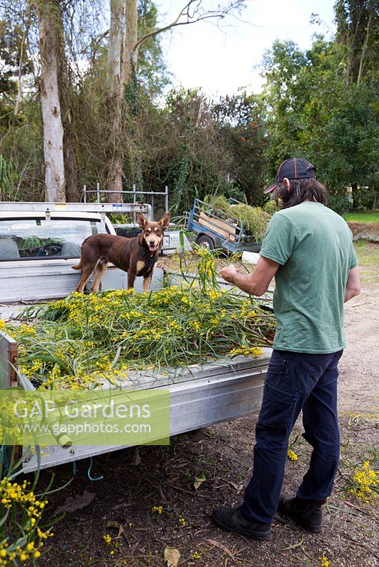 Wildflower farm owner Craig Scott seen on his property sorting bunches of Acacia pycnantha, Australian Golden wattle, for the flower market with his dog, Baz the kelpie cross.