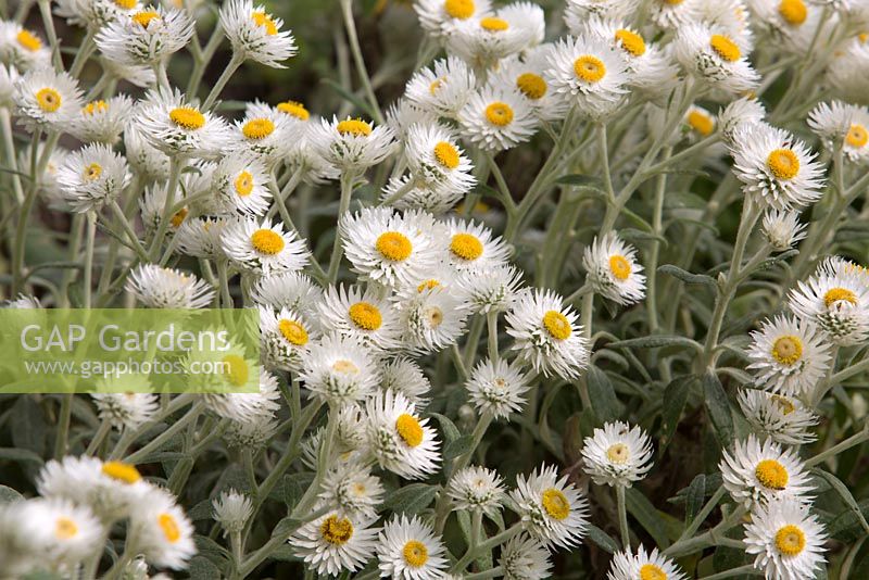 Bracteantha bracteata, White everlasting daisy, with white petals and yellow centres.