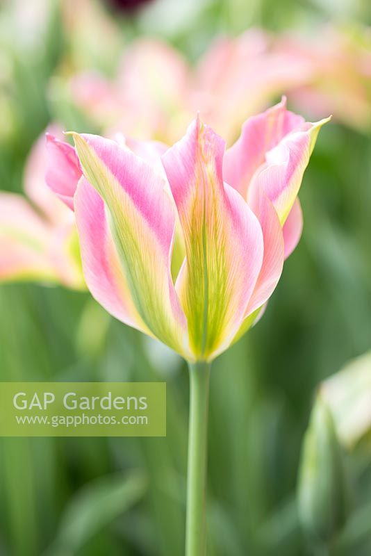 Tulipa 'Florosa'