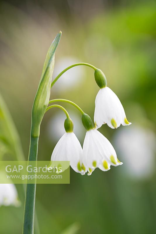 Leucojum aestivum 'Gravetye Giant'