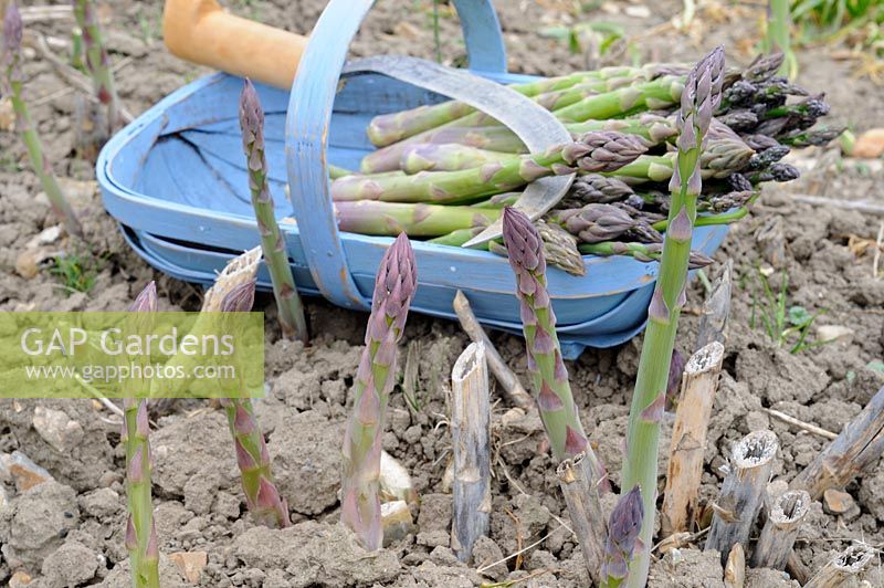 Asparagus, freshly cut spears in blue trug with knife, uncut spears in foreground, variety 'Cito'