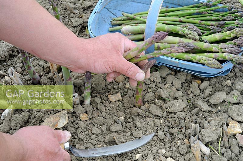Asparagus, cutting spears with asparagus knife, cut spears in blue trug, variety 'Cito'