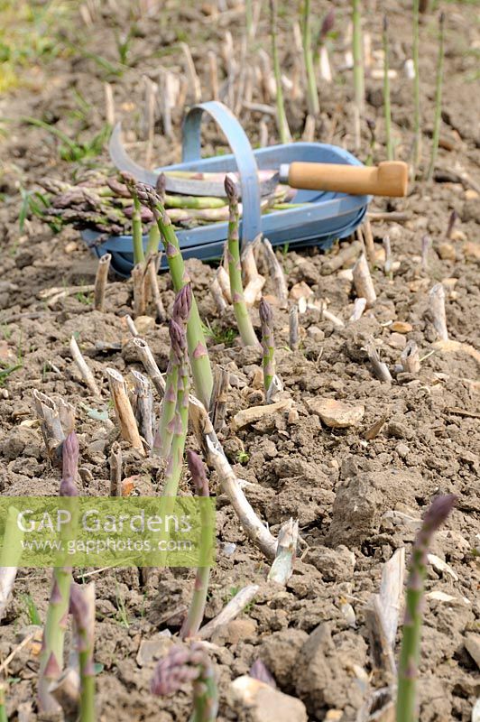 Asparagus bed, freshly cut spears in blue trug on soil, uncut spears in foreground, variety 'Cito'
