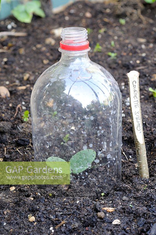 Courgette seedling under cloche made from soft drinks bottle