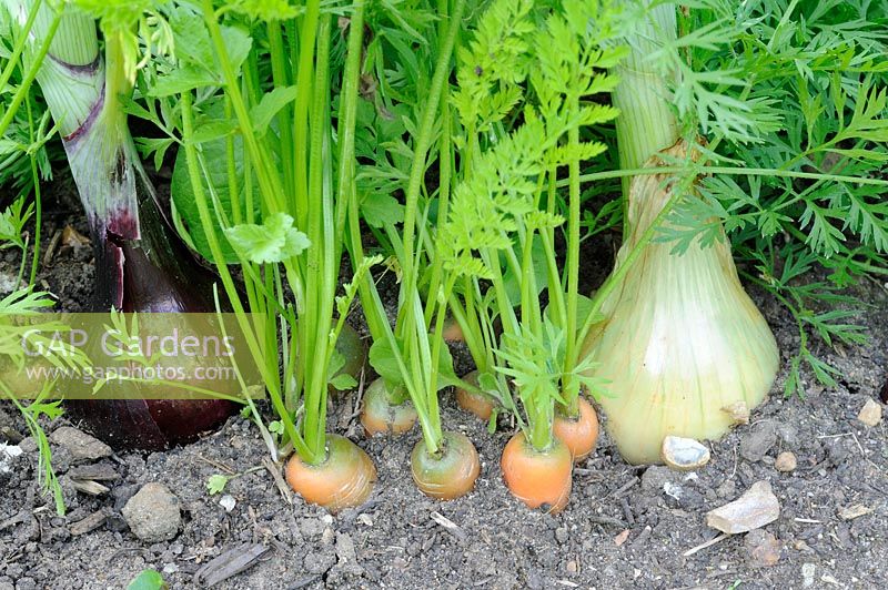 Companion planting of maincrop onions and carrots to prevent infestation of carrot fly, Norfolk, UK, July