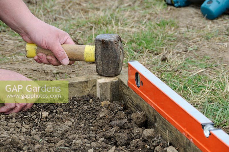 Gardener constructing wooden raised beds hammer and spirit level to level timber edges, UK, March