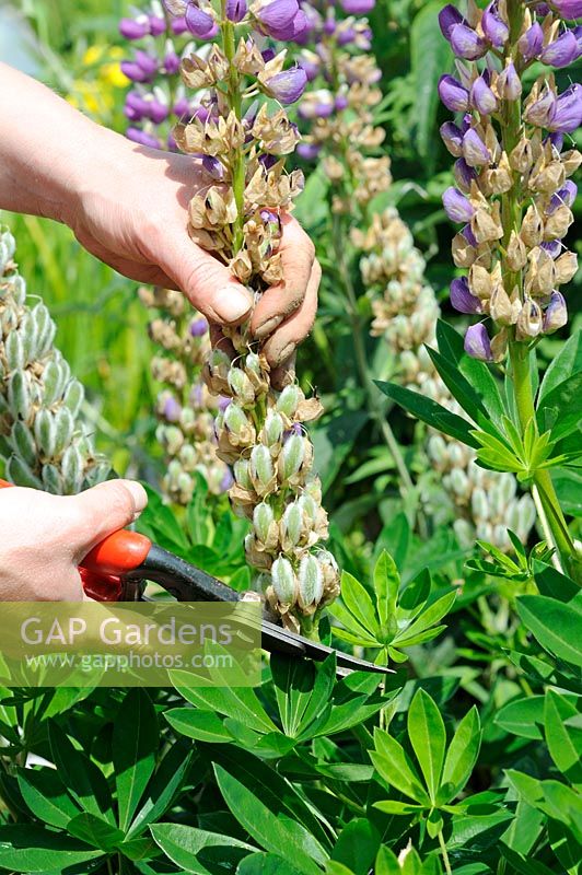 Gardener dead-heading lupins with secateurs, Uk, June