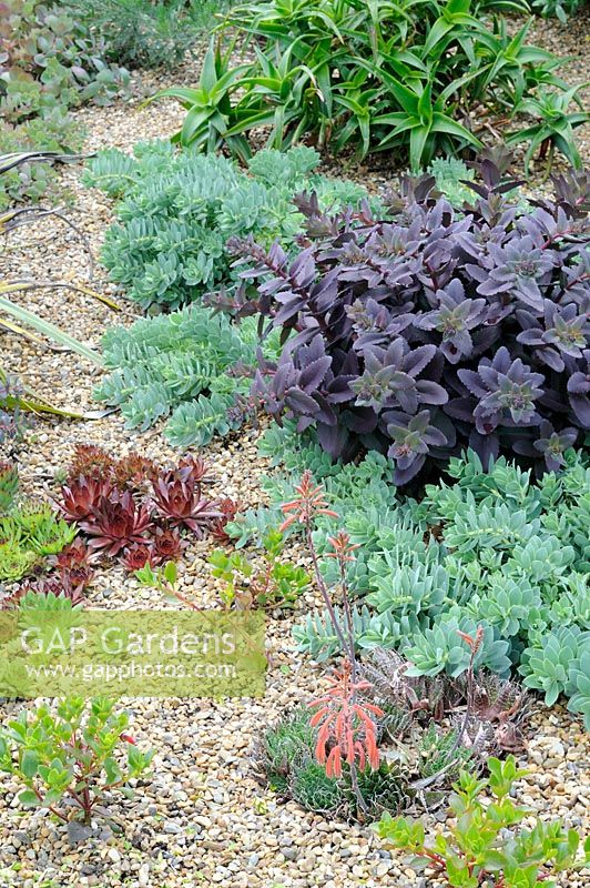 Succulents and sempervivums on shingle bed in dry garden, UK, June