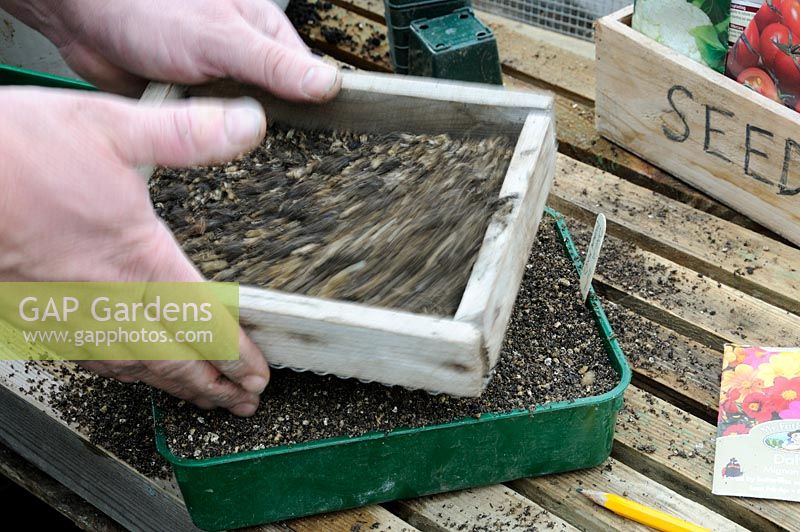 Gardener sieving compost on to seed tray, on greenhouse staging in early spring.