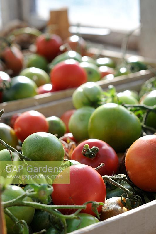 Last of the outdoor tomato crop being ripened on the greenhouse staging, Norfolk, UK, October