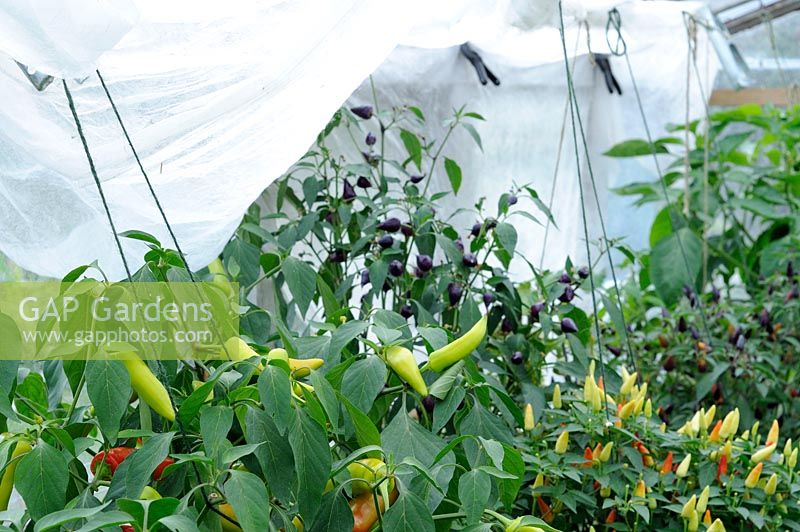 Greenhouse shading, chillies being shaded with garden fleece, UK, August