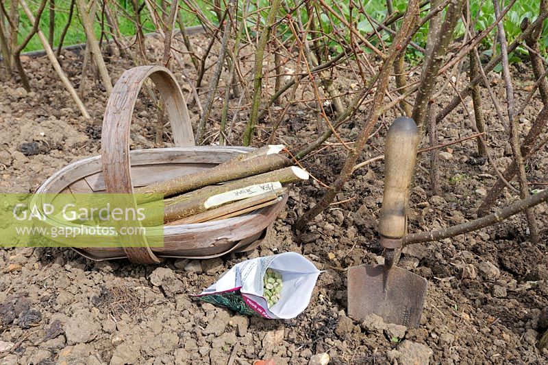 Sowing peas, trug with plant labels, trowel and packet of peas. Set row of peas and hazel pea sticks in place, UK, April