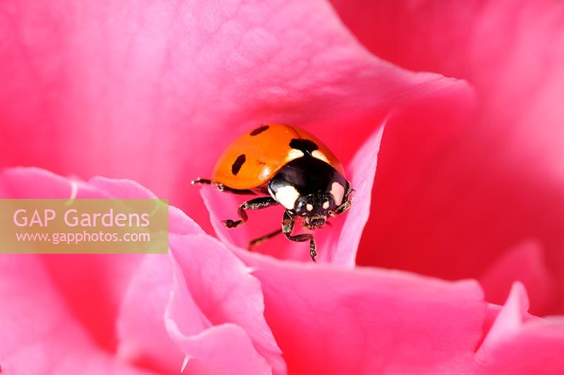 7 spot ladybird - Coccinella 7-punctata, hiding in camelia bloom, Norfolk, UK, April