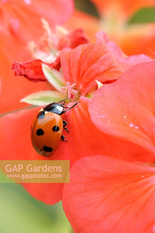 7-spot ladybird - coccinella 7-punctata, feeding on garden geranium, Norfolk, UK, September