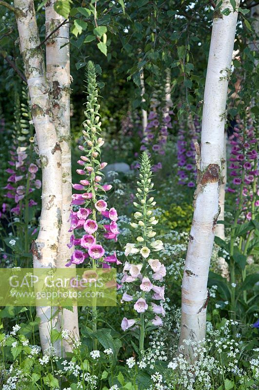 The Hartley Botanic Garden - Planting of Digitalis pupurea and Conopodium majus around the stems of Betula utilis var. jacquemontii. RHS Chelsea Flower Show 2016, Designer: Catherine MacDonald - Sponsor: Hartley Botanic