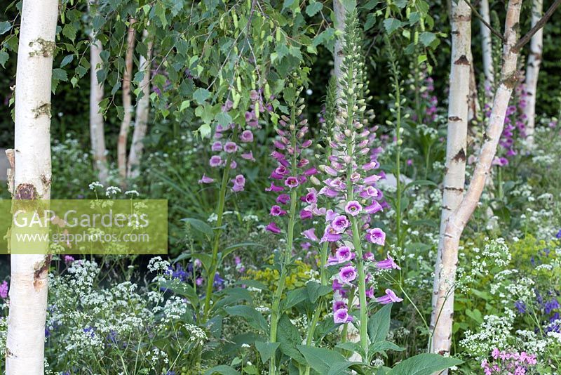 Colourful mixed perennials, in a palette of puprles and whites in a woodland setting with betula utilis bark. The Hartley Botanic Garden, RHS Chelsea Flower Show, 2016. 