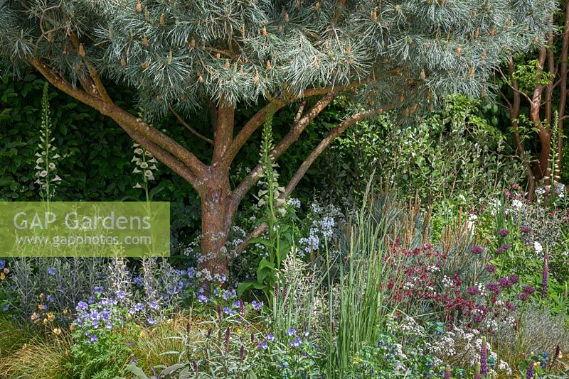 Pinus sylvestris 'Glauca' underplanted with perennials and shrubs including Allium atropurpureum, Cerinthe major 'Purpurascens', Digitlis, Helichrysum bracteatum 'Scarlet', Lupinus 'Masterpiece', Polemonium 'Bressingham Purple' and Helichrysum bracteatum 'Scarlet'. The Winton Beauty of Mathematics Garden. The RHS Chelsea Flower Show 2016 - Designer: Nick Bailey  - Sponsor: Winton - SILVER GILT