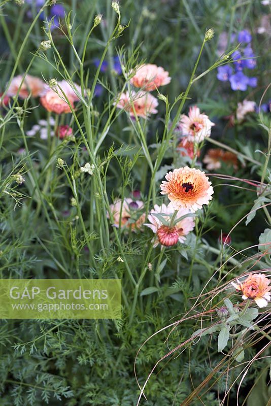 The Winton Beauty of Mathematics Garden, Calendula officinalis 'Sherbet Fizz'. The RHS Chelsea Flower Show 2016, Designer: Nick Bailey, Sponsor: Winton
