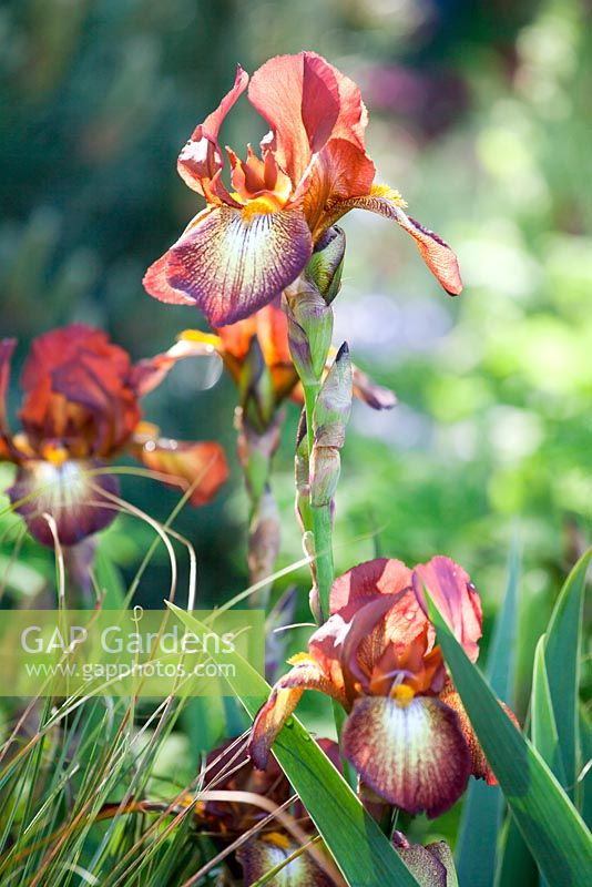 Iris 'Kent Pride'. The Winton Beauty of Mathematics Garden. RHS Chelsea Flower Show 2016, Designer: Nick Bailey, Sponsor: Winton