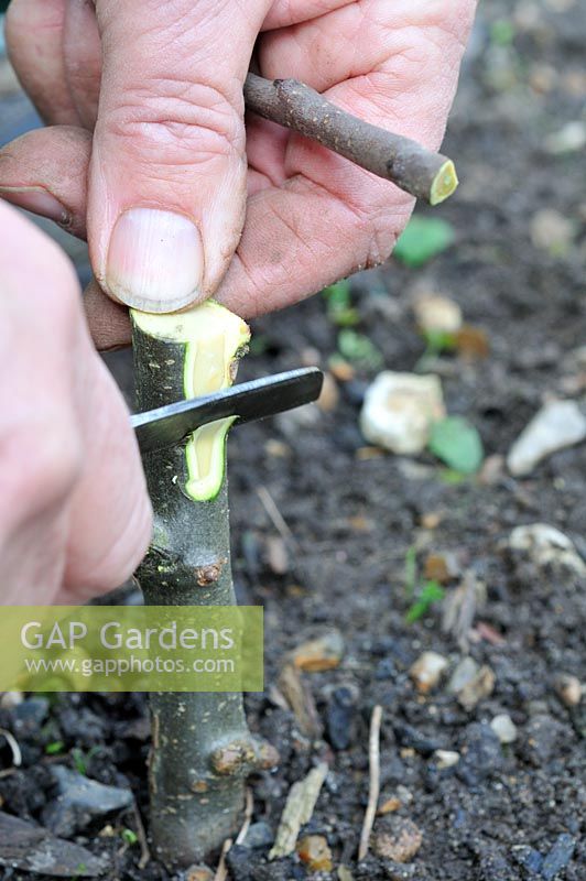 Fruit Propagation, 'whip and tongue grafting', Gardener grafting Apple on to M26 grafting stock, preparing the rootstock