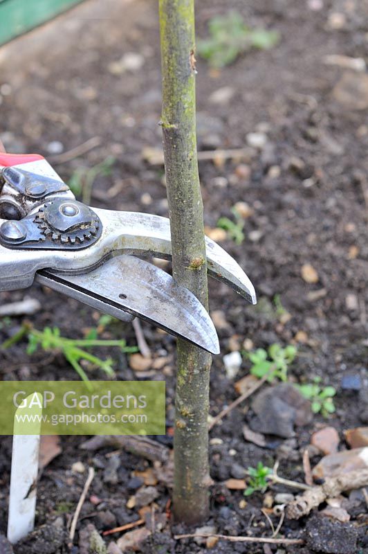 Fruit Propagation, 'whip and tongue grafting', Gardener grafting Apple on to M26 grafting stock, cutting back rootstock