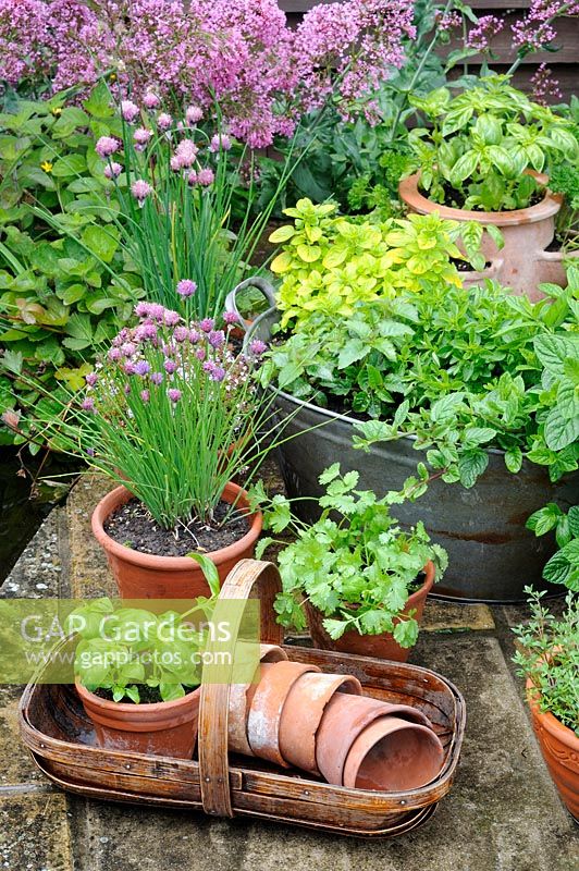 Pot grown herbs including mint, chives, basil, parsley, and thyme, pots arranged on patio with wooden trug and terracotta pots, patio pond in background, UK, June
