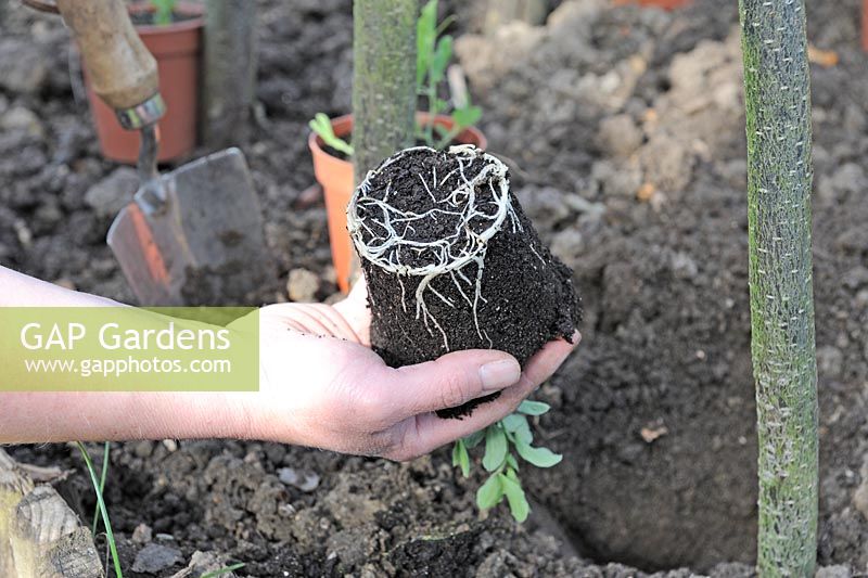 Female gardener planting out pot grown sweet pea plants around hazel wigwam, showing healthy root system, Norfolk, England, April