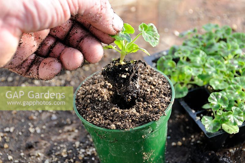 Potting on Nursery bought plug plants, Geraniums, 'Salsa Mix' F1, on greenhouse staging, UK, March