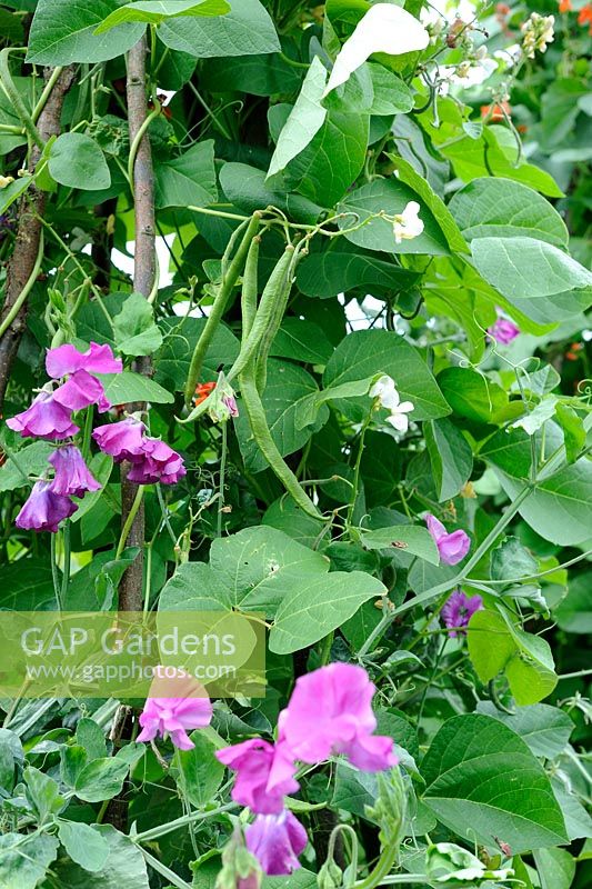 Phaseolus coccineus 'Polestar' and 'White Lady' - runner beans interplanted with sweet peas, 'Sir Cliff', to assist in pollination, Norfolk, UK, August