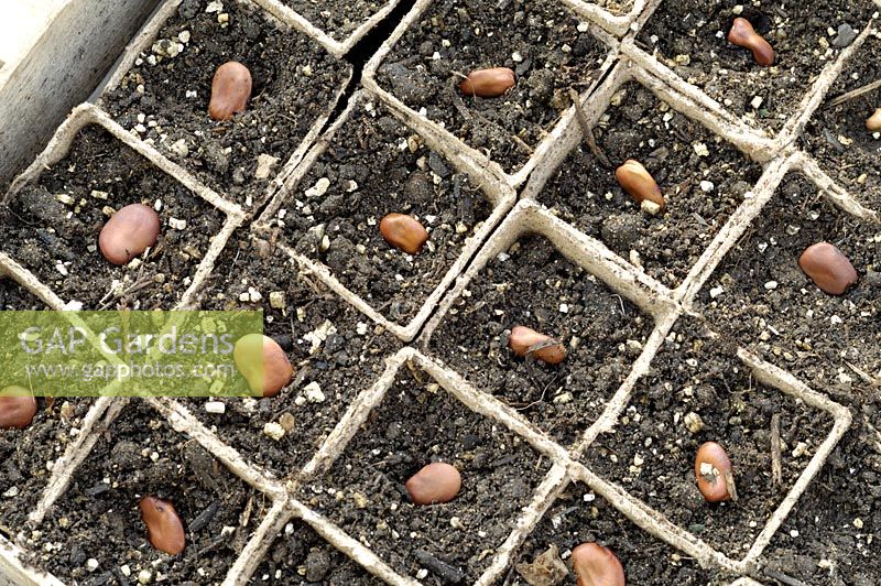 Broad bean seed in peat pots, variety, 'Express', UK, March