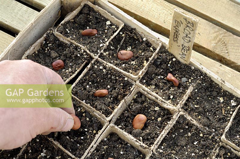 Sowing  broad bean seed in peat pots, variety, 'Express', UK, March