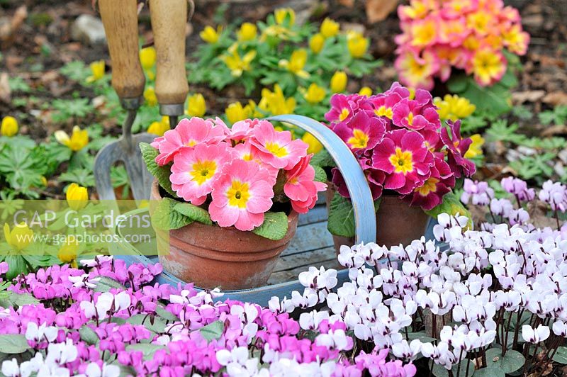 Springtime flower border with spring flowering cyclamen, aconites, blue trug with primroses ready for planting and garden tools, Norfolk, UK, March