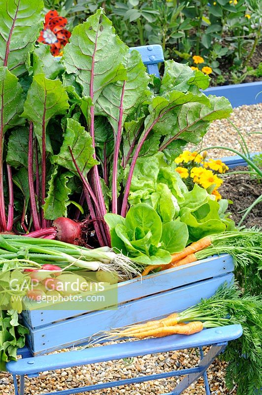 Early summer garden vegetable harvest, rustic wooden crate containing Radish, Beetroot, Spring onion, carrot, lettuce and new potatoes, UK, June