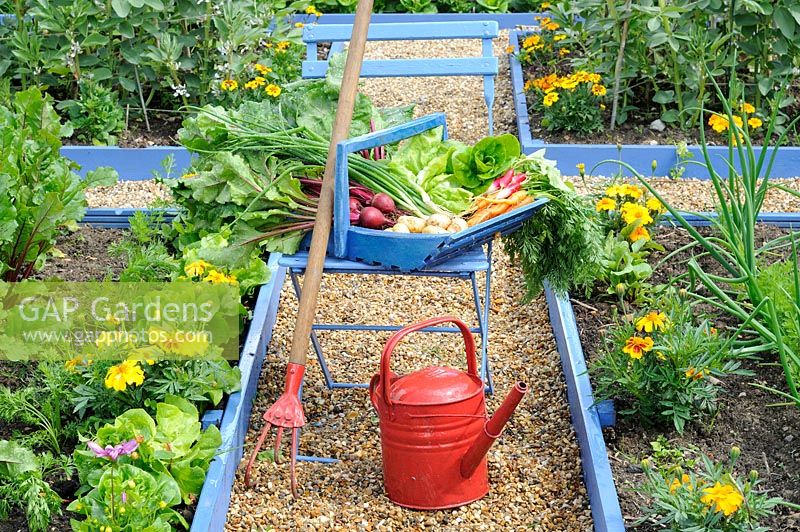 Early summer garden vegetable harvest, blue trug on chair containing Radish, Beetroot, Spring onion, carrot, lettuce and new potatoes, UK, June