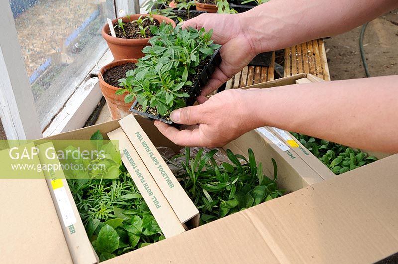 Opening box of mail order bought plants, showing plug plants and packing, UK, April