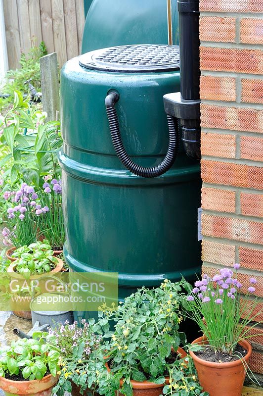 Urban garden water butt with 'rain saving' device fitted, UK, June