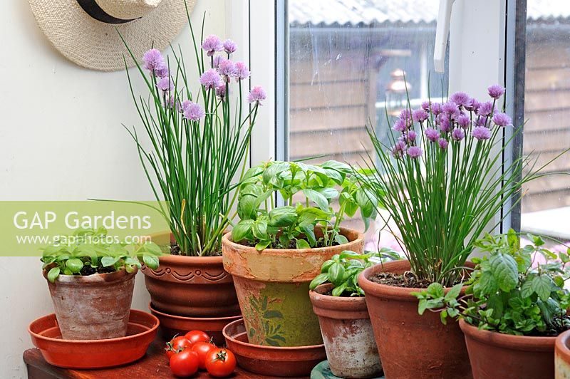 Pots of culinary basil and ripening tomatoes on porch windowsill, UK, June
