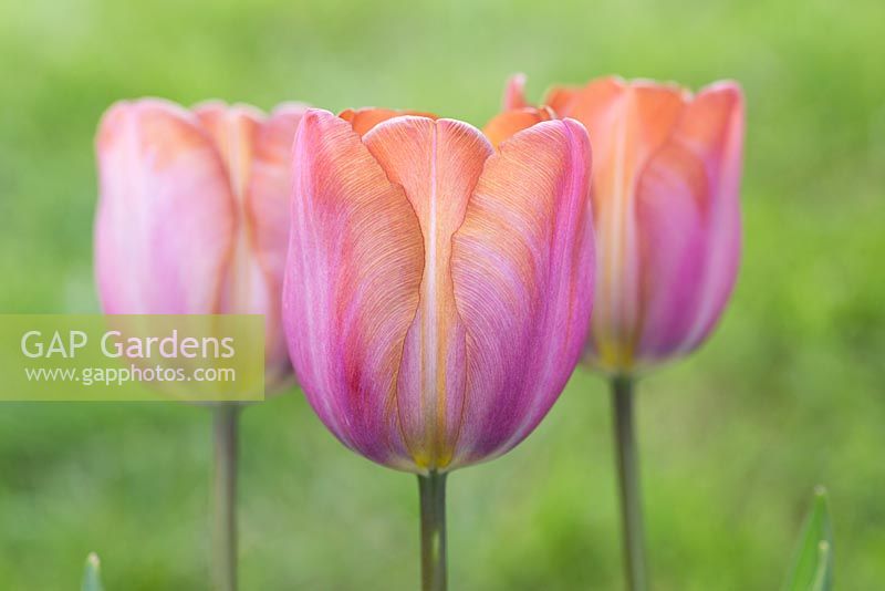 Tulipa 'Malaika'