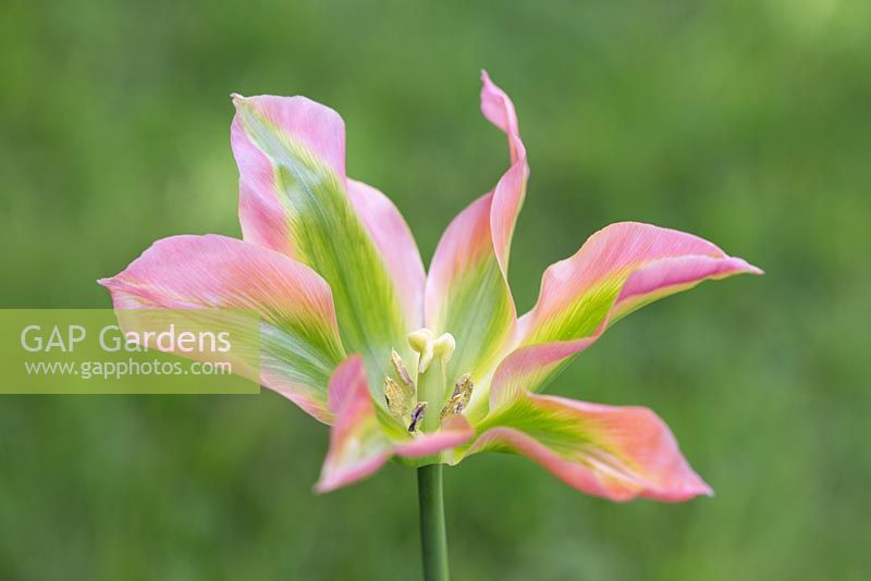 Tulipa 'Florosa'