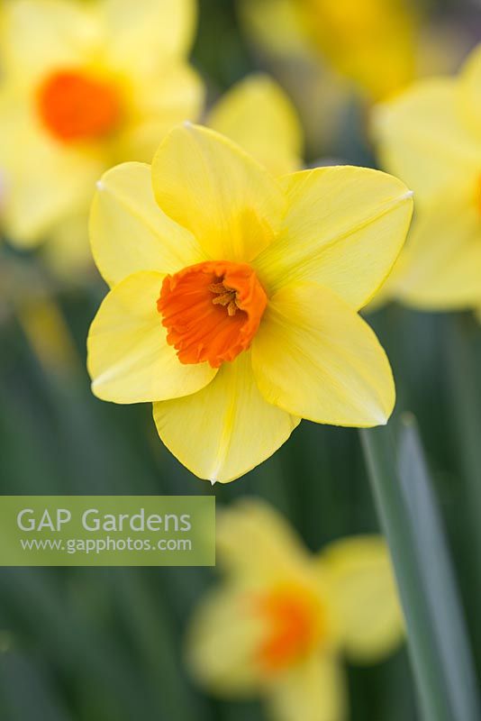 Narcissus 'Pipe Major'