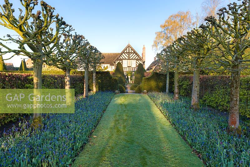 Two-tone Muscari latifolium is planted under pleached limes - Tilia platyphyllos 'Rubra' at Wollerton Old Hall Garden, Shropshire - photographed in April