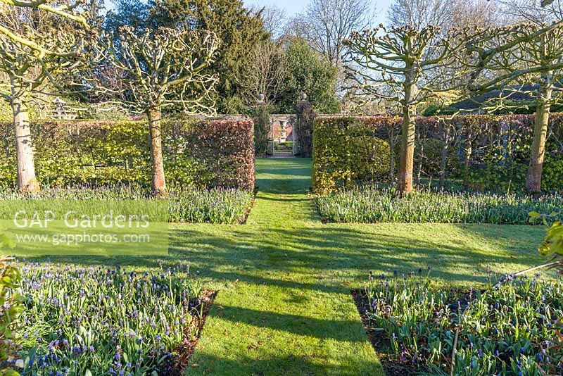 The view across the Lime Allee, planted with two-tone Muscari latifolium, towards the main herbaceous borders, at Wollerton Old Hall Garden, Shropshire