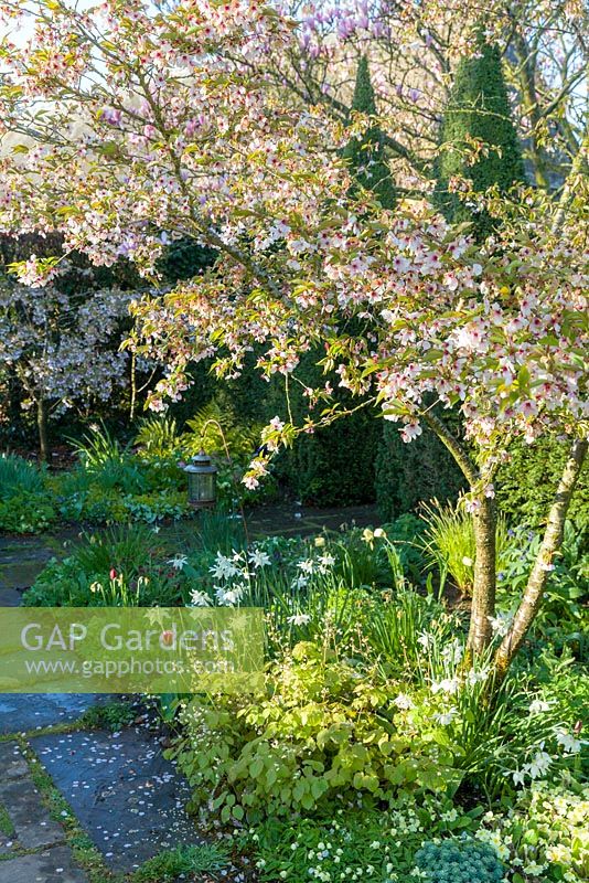 A cherry tree blossoms in Alice's Garden at Wollerton Old Hall Garden, photographed in April. Other planting includes daffodils, tulips and primroses