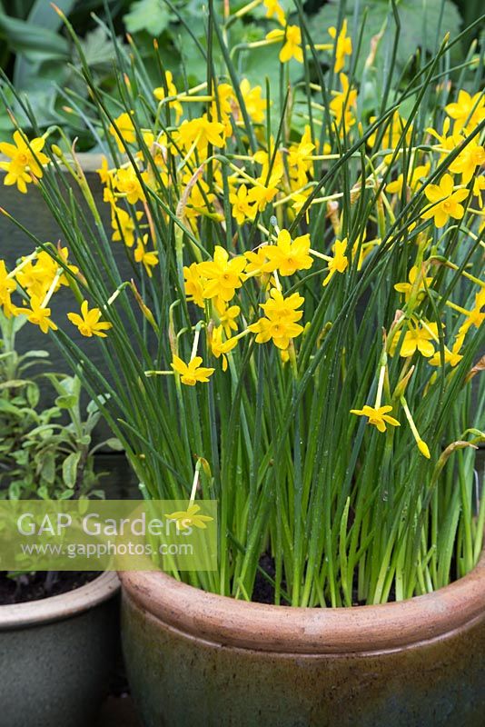 Narcissus 'Baby Moon'