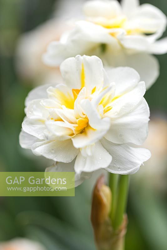 Narcissus 'Sir Winston Churchill'