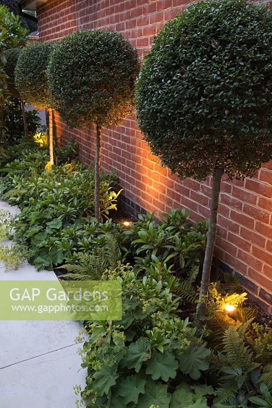 Sandstone path with uplight lighting on Buxus sempervirens lollipops underplanted with Alchemilla mollis