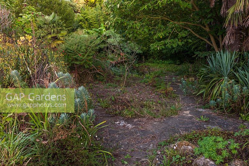 Overgrown garden before restoration