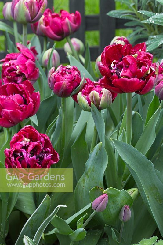 Willen Veel afwijzing Tulipa 'Antraciet'... stock photo by GAP Photos, Image: 0585050