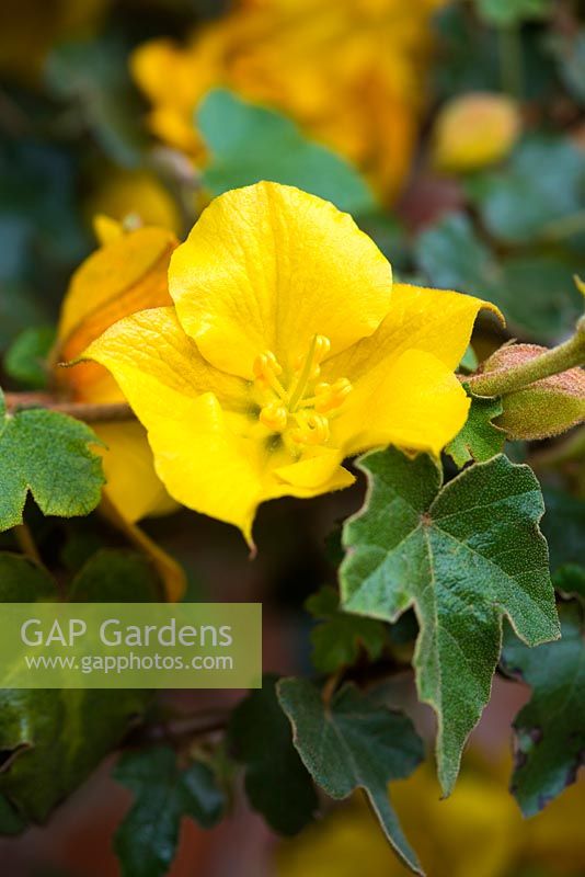 Fremontodendron 'California Glory' - flannel bush, AGM