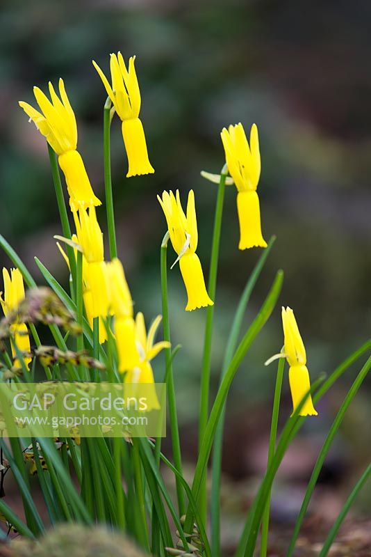 Narcissus cyclamineus - cyclamen-flowered daffodil, AGM